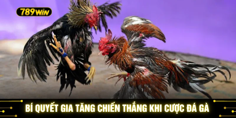 Bí quyết gia tăng chiến thắng khi cược đá gà